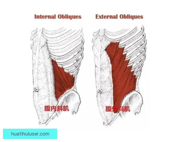 里夫斯腹斜肌二级损伤专家解析詹皇季后赛核心策略